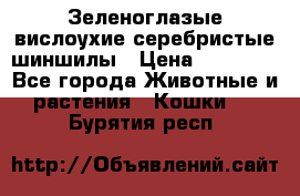 Зеленоглазые вислоухие серебристые шиншилы › Цена ­ 20 000 - Все города Животные и растения » Кошки   . Бурятия респ.